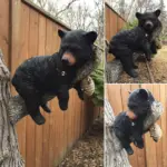 Black Bear Ornament tag1