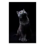 Black_White_Wildlife_-_-_tag1_-4151371 Black White Wildlife tag1