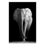 Black_White_Wildlife_-_-_tag1_-4151377 Black White Wildlife tag1