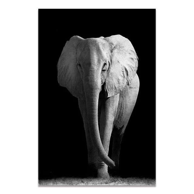 Black & White Wildlife -  - #tag1#