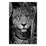 Black_White_Wildlife_-_-_tag1_-4151411 Black White Wildlife tag1