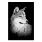Black_White_Wildlife_-_-_tag1_-4151417 Black White Wildlife tag1