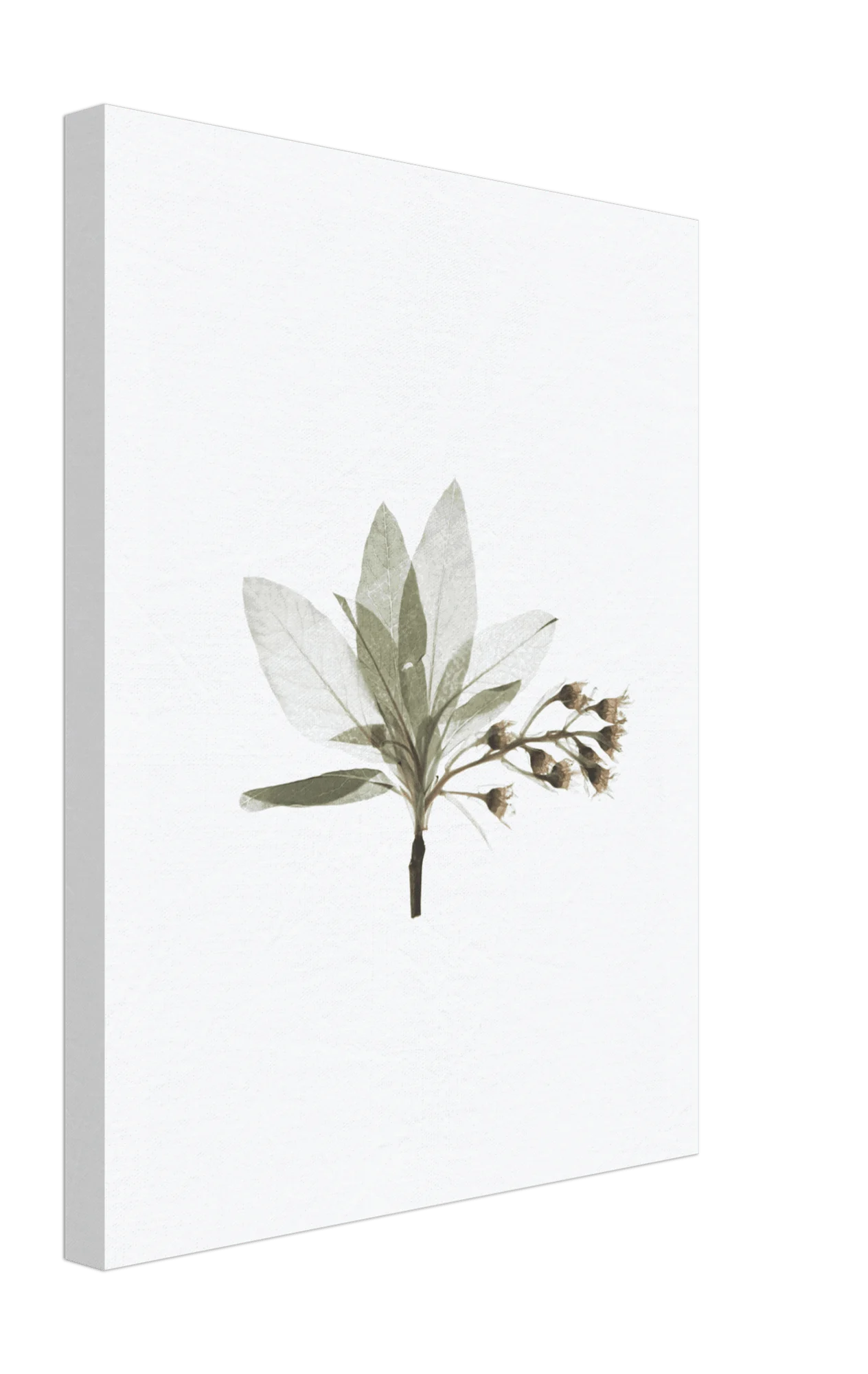 Bloom Canvas -  - #tag1#