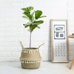 Boho_Basket_-_-_tag1_-4159902 Boho Basket tag1