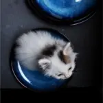 CAT S EYE PLATE tag1