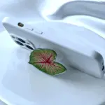 Caladium Leaf Sockets