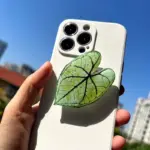Caladium Leaf Sockets
