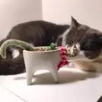 Cate Vases