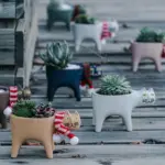 Cate Vases
