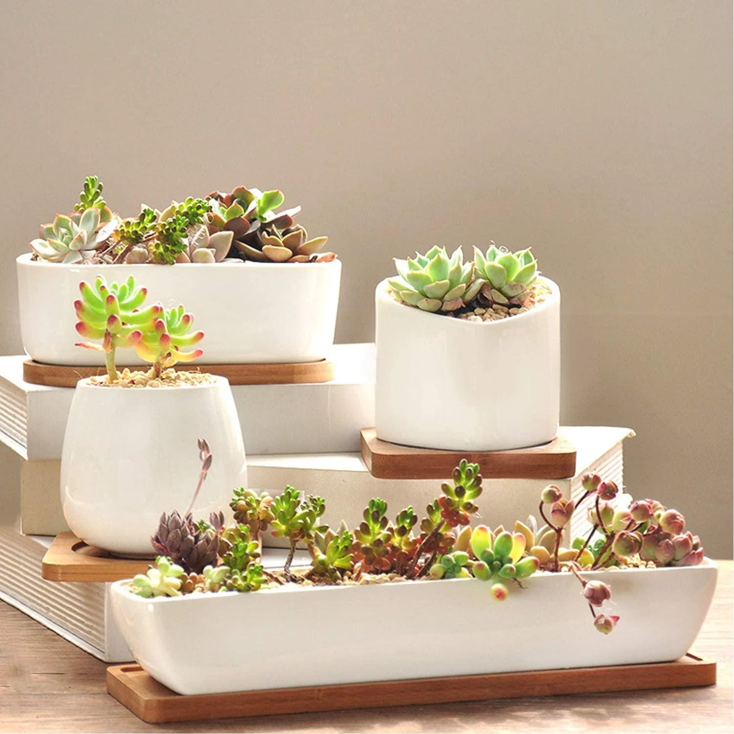 Charlotte - Classic Bonsai Planter Set -  - #tag1#