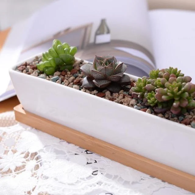 Charlotte - Classic Bonsai Planter Set -  - #tag1#