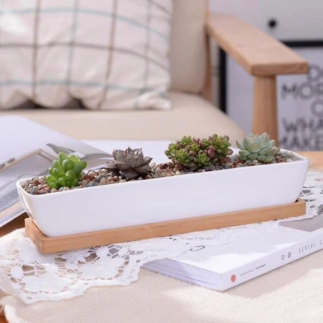 Charlotte - Classic Bonsai Planter Set -  - #tag1#