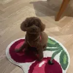 Cherry Bliss Rug tag1