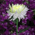 Chrysanthemum_garden_pole_LED_lighting_on_solar_energy_-_-_tag1_-4179428 Chrysanthemum garden pole LED lighting on solar energy tag1