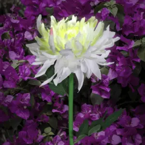 Chrysanthemum garden pole LED lighting on solar energy