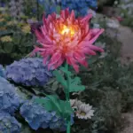 Chrysanthemum_garden_pole_LED_lighting_on_solar_energy_-_-_tag1_-4179481 Chrysanthemum garden pole LED lighting on solar energy tag1