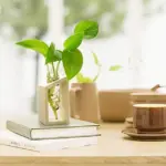 Clara Hydroponic Crystal Glass Planter Set tag1