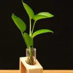 Clara Hydroponic Crystal Glass Planter Set tag1