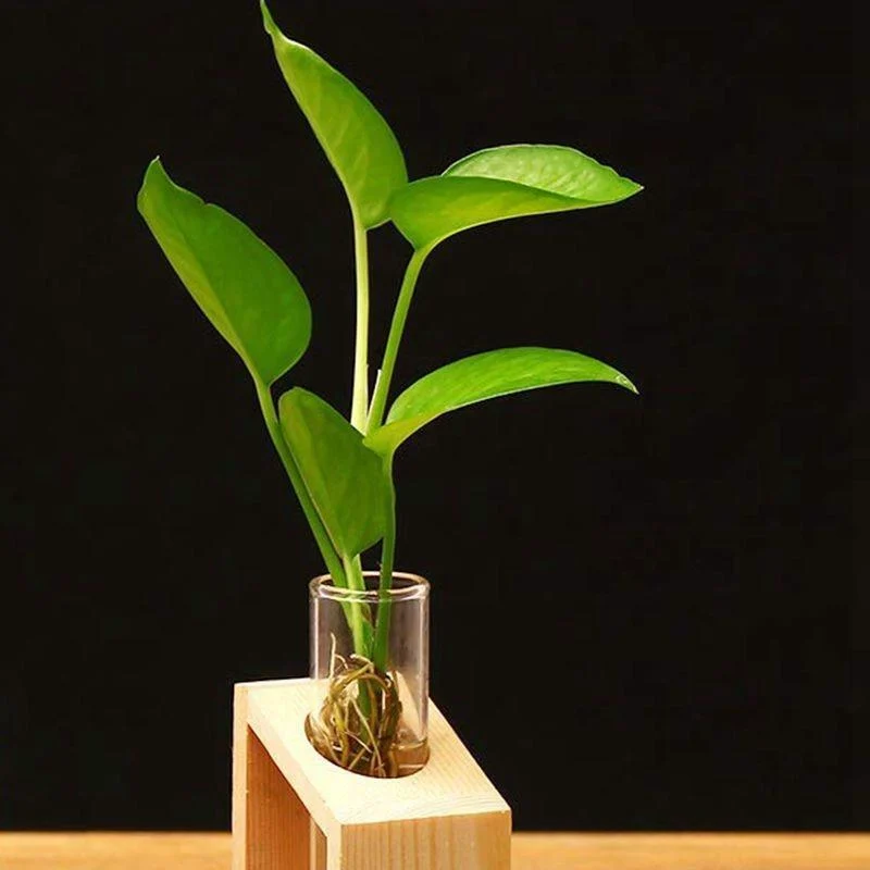 Clara - Hydroponic Crystal Glass Planter Set -  - #tag1#
