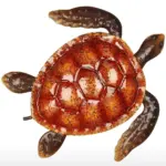 Colorful Sea Turtle Home Wall Decor Add a Coastal Touch to Your Home