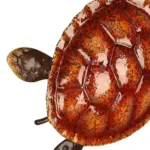 Colorful Sea Turtle Home Wall Decor Add a Coastal Touch to Your Home