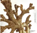 Coral Lamp Table Lamp