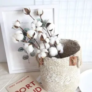 Cotton Branch