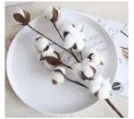 Cotton_Branch_-_-_tag1_-4190354 Cotton Branch tag1