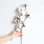 Cotton_Branch_-_-_tag1_-4190362 Cotton Branch tag1
