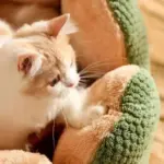 Cozypets_-_Cactus_Pet_Bed_-_Ultimate_Sleeping_Comfort_-_-_tag1_-4190820 Cozypets Cactus Pet Bed Ultimate Sleeping Comfort tag1
