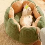 Cozypets_-_Cactus_Pet_Bed_-_Ultimate_Sleeping_Comfort_-_-_tag1_-4190858 Cozypets Cactus Pet Bed Ultimate Sleeping Comfort tag1