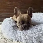 Cozypets_-_Soft_soothing_pet_bed_-_-_tag1_-4190934 Cozypets Soft soothing pet bed tag1
