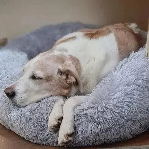 Cozypets - Soft, soothing pet bed -  - #tag1#