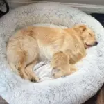 Cozypets_-_Soft_soothing_pet_bed_-_-_tag1_-4190952 Cozypets Soft soothing pet bed tag1