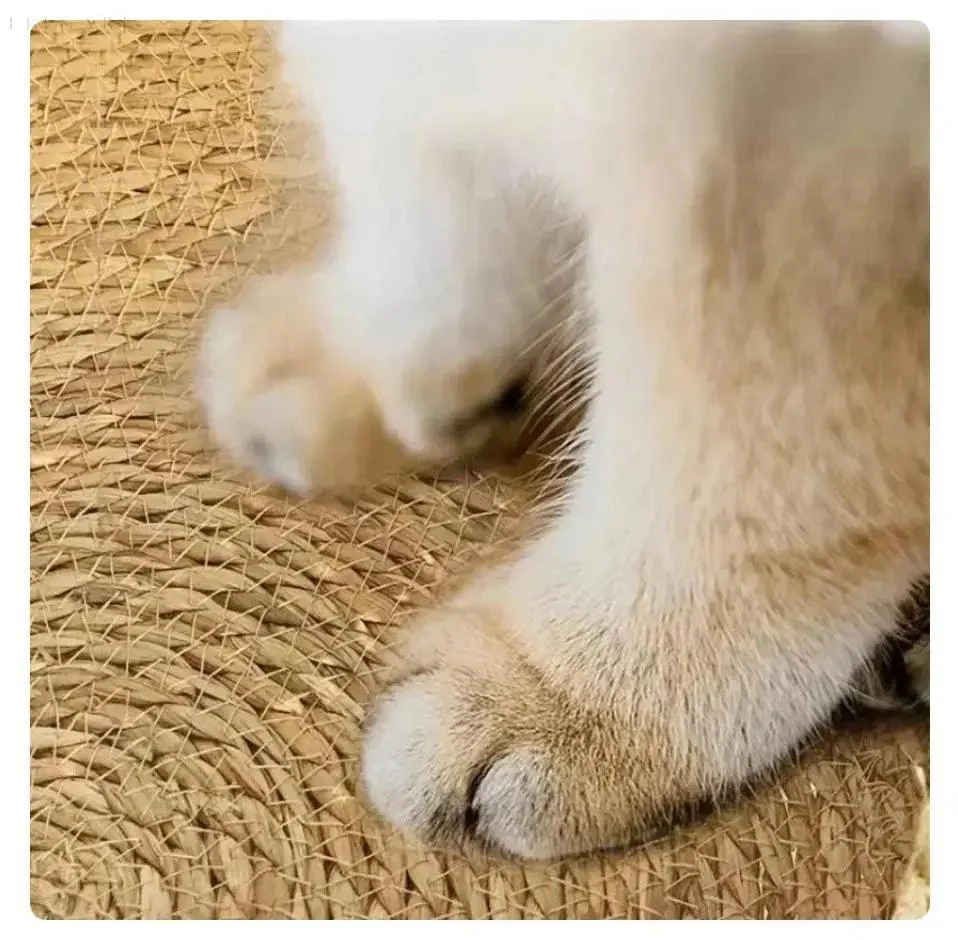 Cozypets - Super Soft and Cozy Cat Bed -  - #tag1#