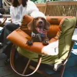 Cozypets_-_TravelPaws_Bed_-_Luxurious_Faux_Leather_Dog_Car_Bed_-_-_tag1_-4191060 Cozypets TravelPaws Bed Luxurious Faux Leather Dog Car Bed tag1