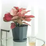 Creative Resin Simple Flower Pot Saucer tag1