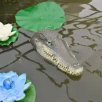 Crocodile head Frog Animal Floating Statue