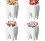 Cute Ceramic Dental Tooth Planter Pot
