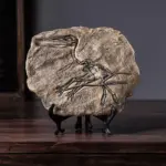 Dinosaur_Fossil_Decor_-_-_tag1_-4194786 Dinosaur Fossil Decor tag1