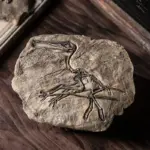 Dinosaur_Fossil_Decor_-_-_tag1_-4194798 Dinosaur Fossil Decor tag1