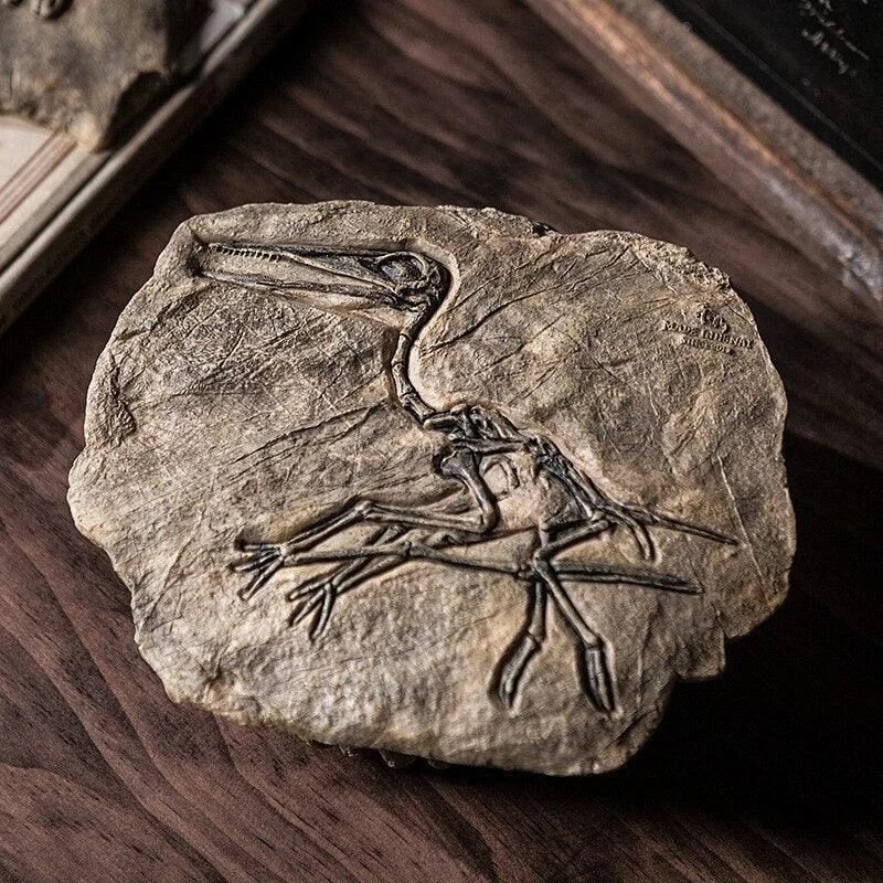 Dinosaur Fossil Decor -  - #tag1#