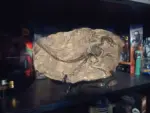 Dinosaur_Fossil_Decor_-_-_tag1_-4194839 Dinosaur Fossil Decor tag1