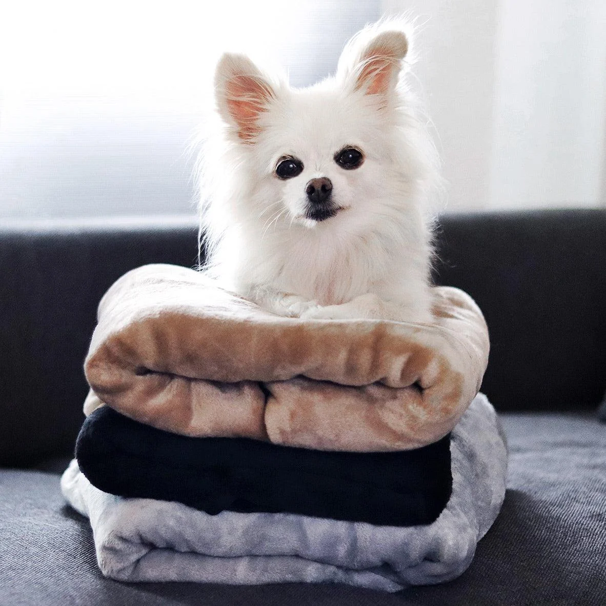 Dog Blanket - CozyBlanket - Premium - Ultimate Cuddly Comfort -  - #tag1#