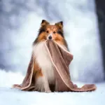 Dog Blanket CozyBlanket Premium Ultimate Cuddly Comfort tag1