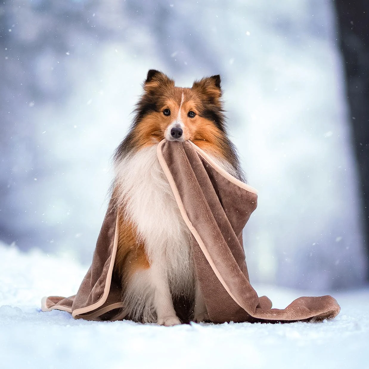 Dog Blanket - CozyBlanket - Premium - Ultimate Cuddly Comfort -  - #tag1#
