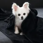 Dog Blanket CozyBlanket Premium Ultimate Cuddly Comfort tag1