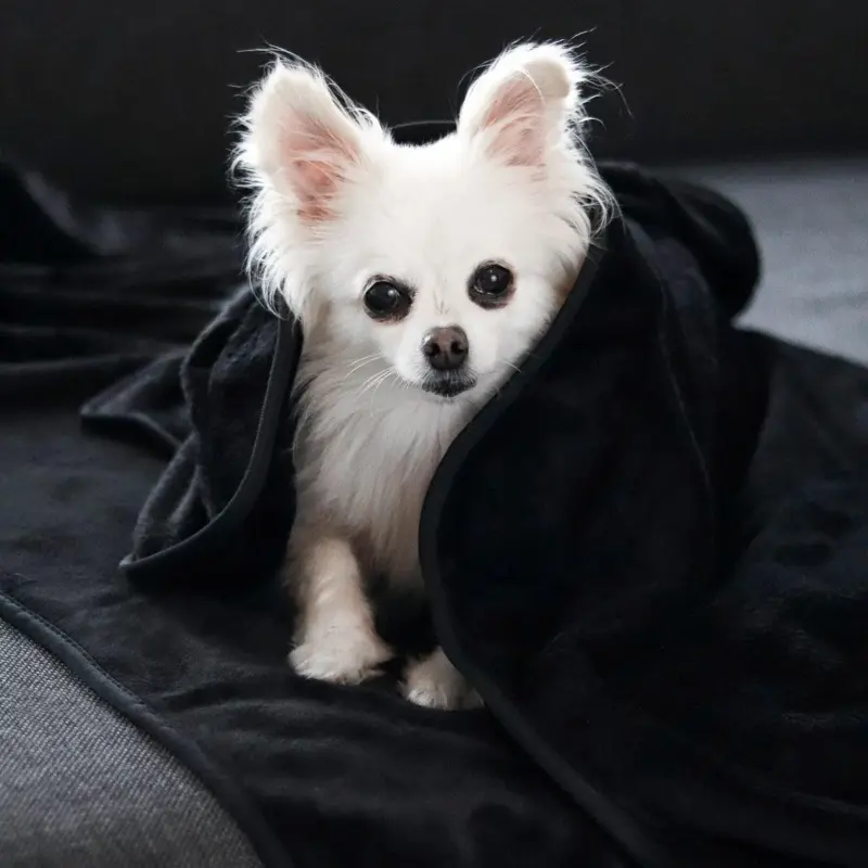 Dog Blanket CozyBlanket Premium Ultimate Cuddly Comfort tag1