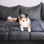 Dog_Blanket_-_CuddleBlanket_-_Premium_-_Stress-Reducing_Comfort_-_-_tag1_-4201425 Dog Blanket CuddleBlanket Premium Stress Reducing Comfort tag1
