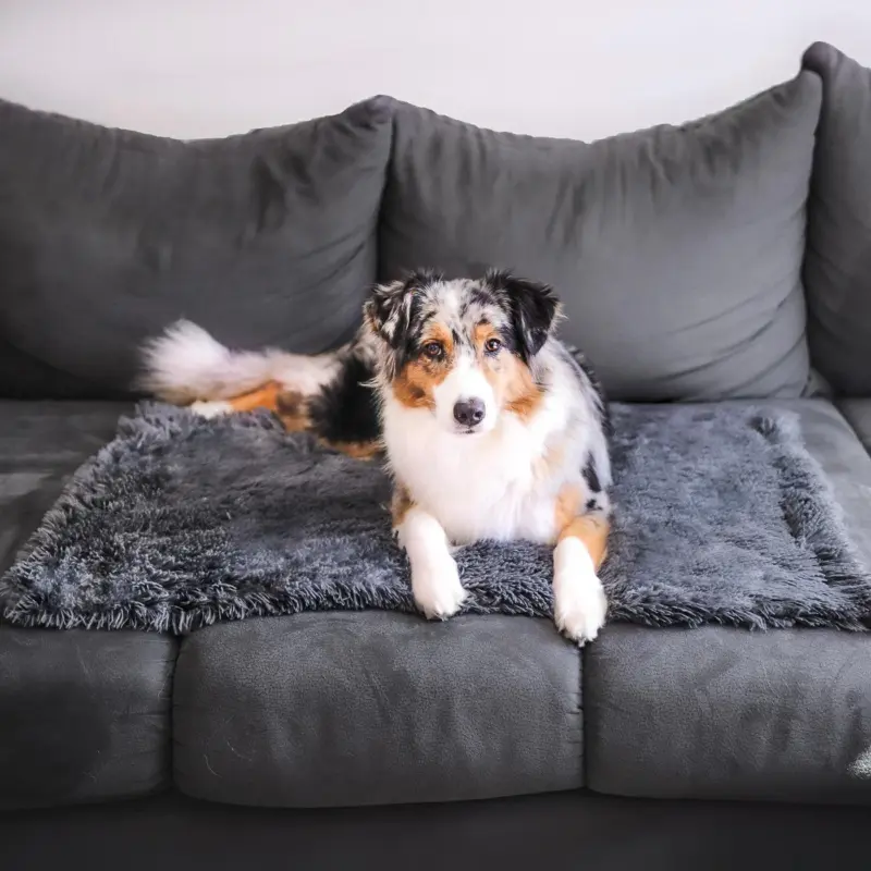 Dog_Blanket_-_CuddleBlanket_-_Premium_-_Stress-Reducing_Comfort_-_-_tag1_-4201425 Dog Blanket CuddleBlanket Premium Stress Reducing Comfort tag1